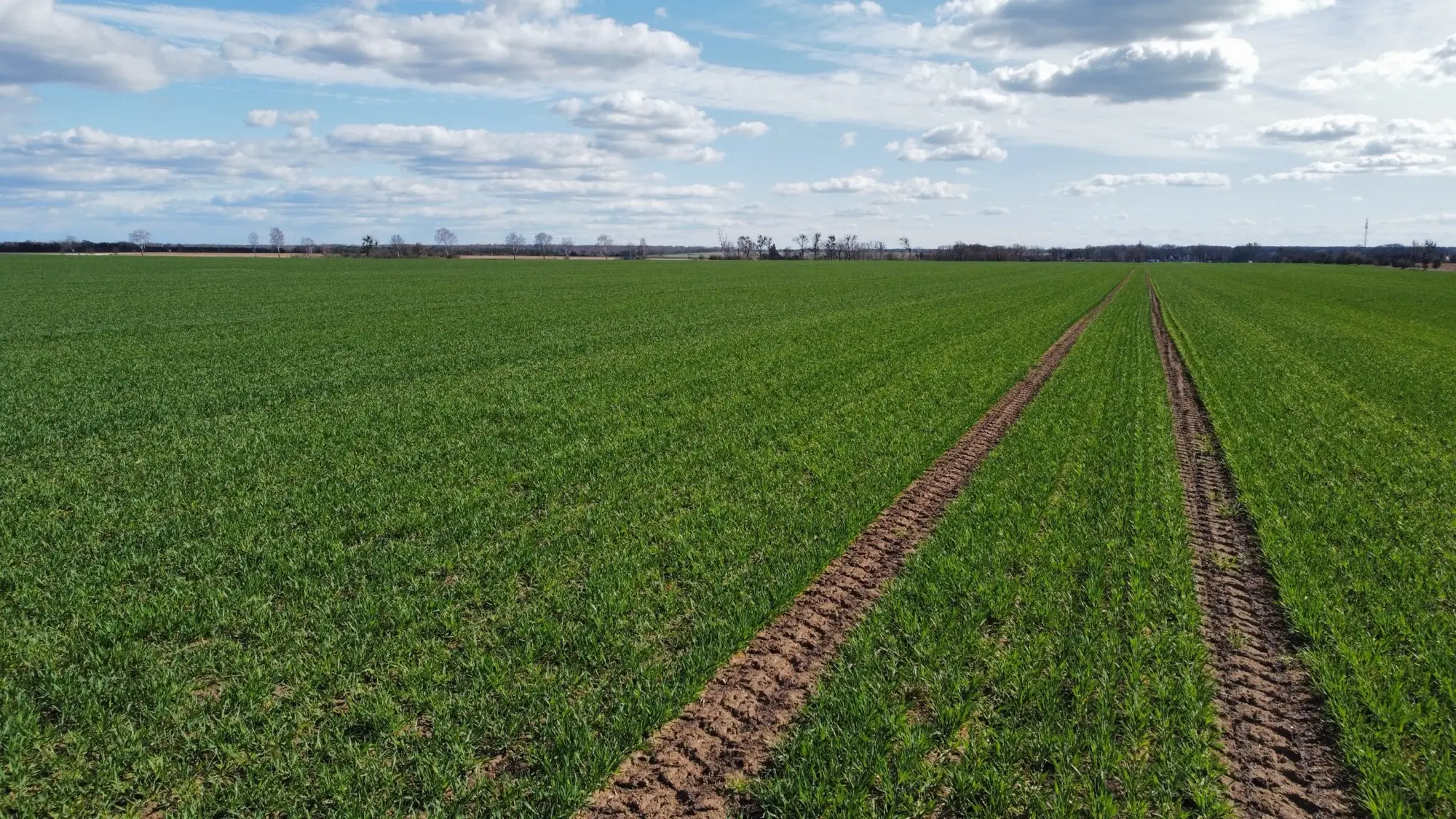 Weites grünes Getreidefeld mit Fahrspuren bis zum Horizont