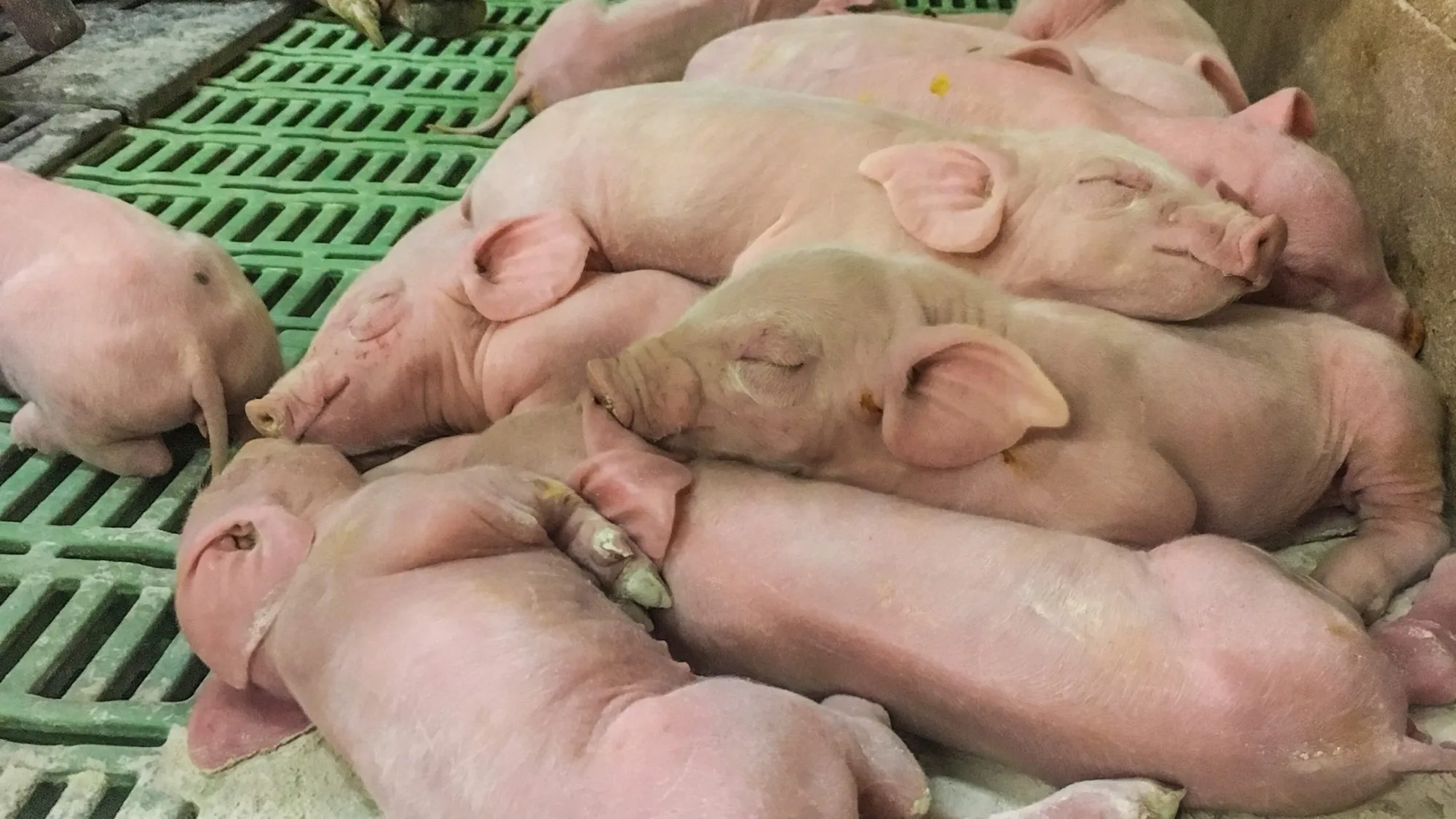 Ferkel liegen dicht beieinander im Stall